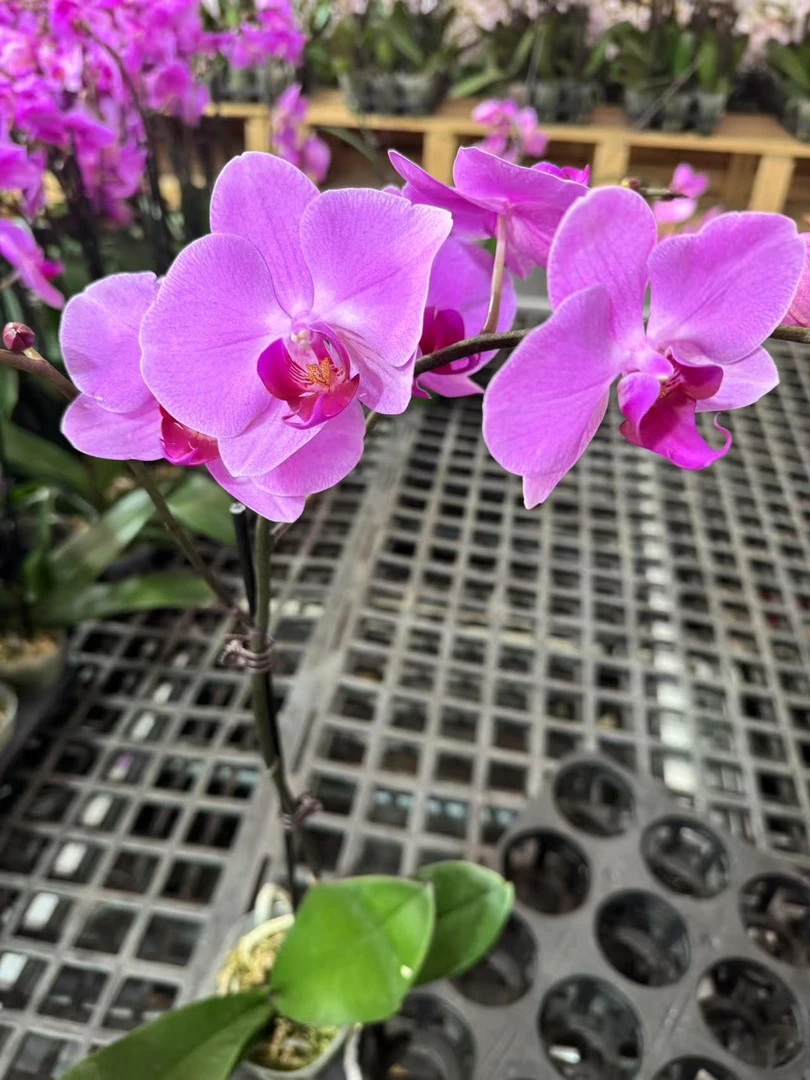 蝴蝶兰【明尼阿波利】昆明直发