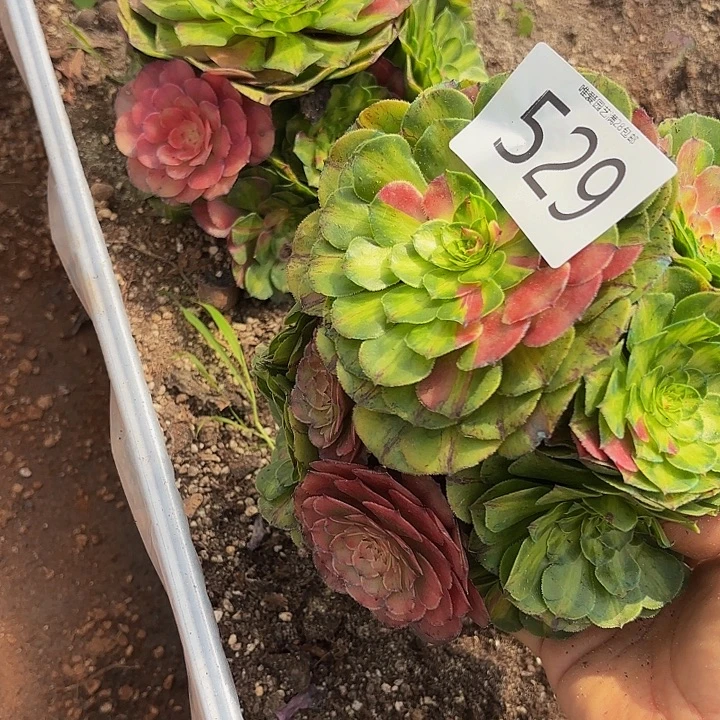 এ***༊多肉植物知否529一