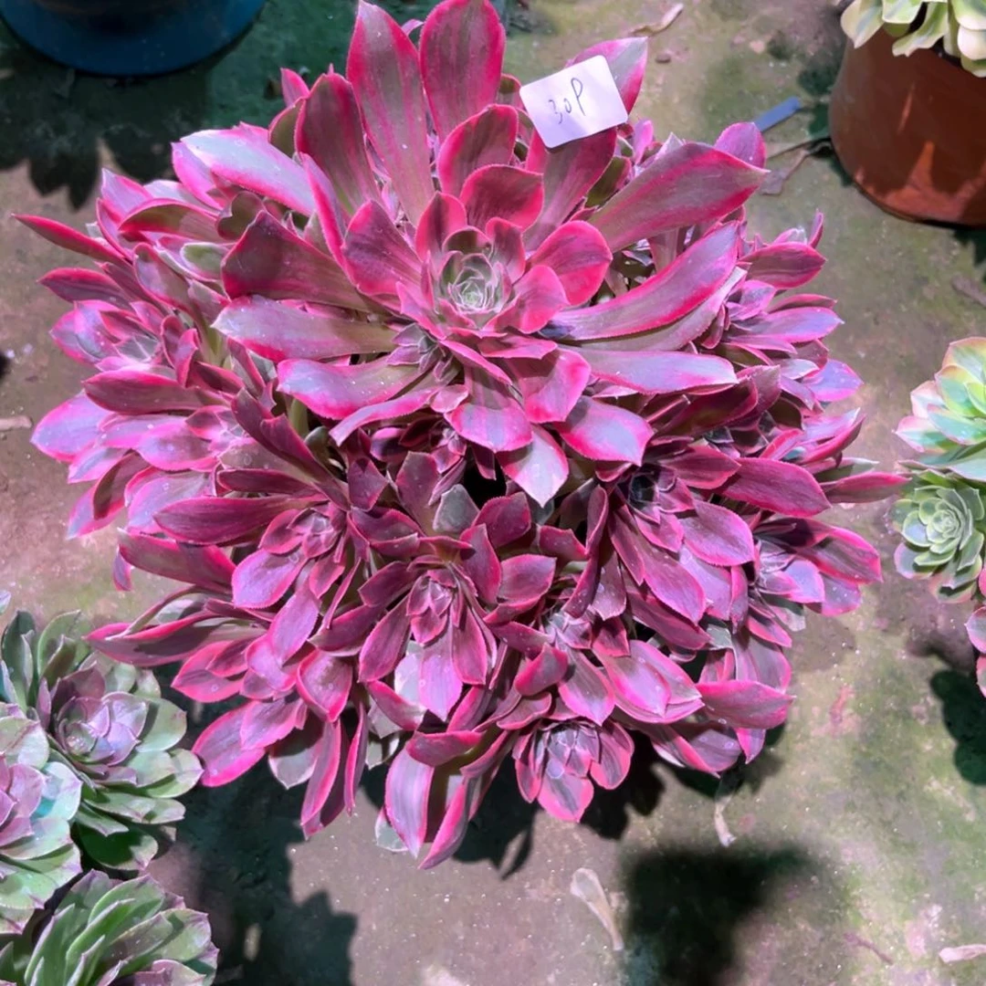 309多肉植物浣纱