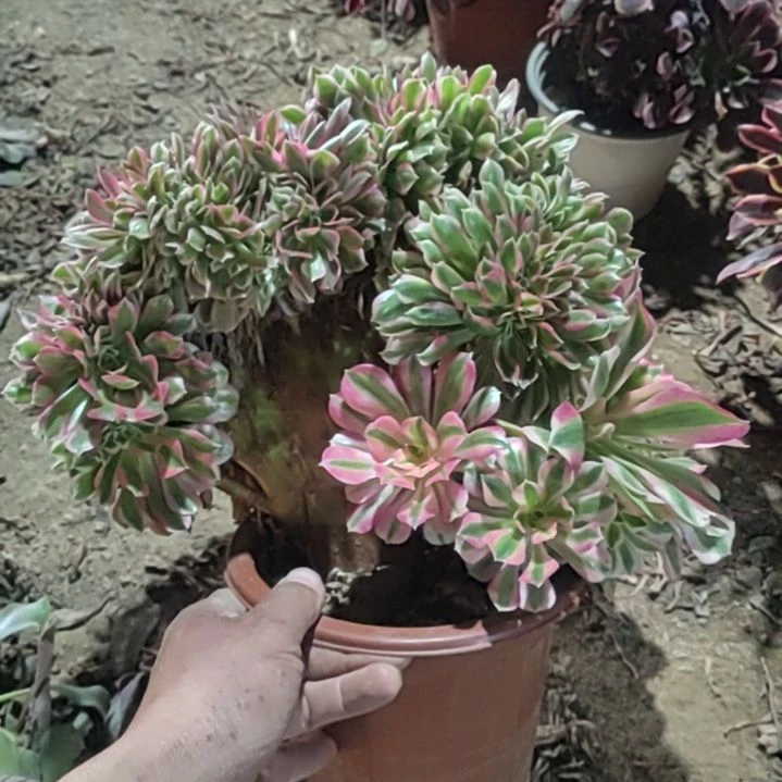 陌上花开多肉植物