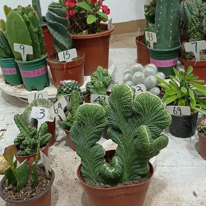 五指山         22元