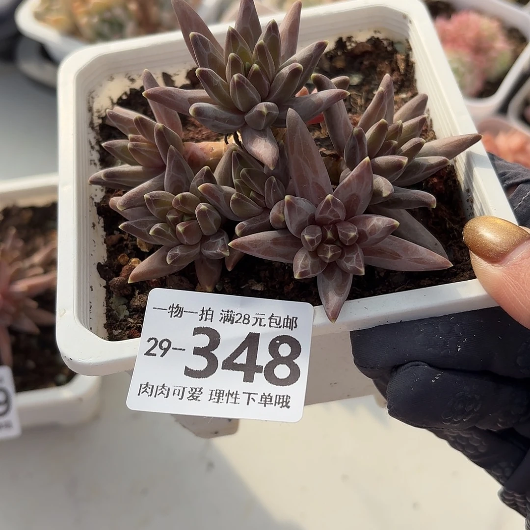 梵高美人无盆土发货