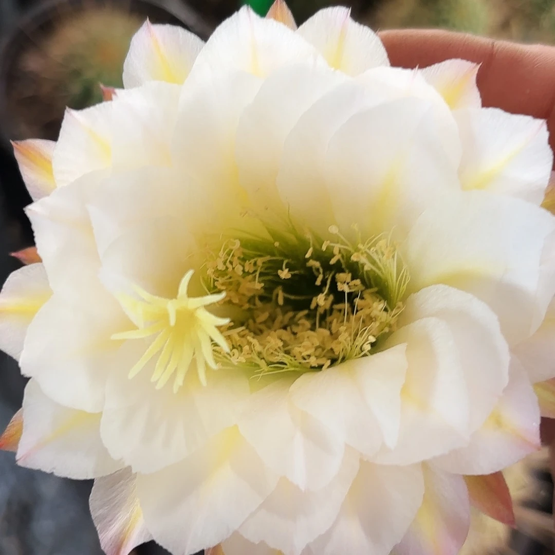 毛花有根Qm5高十左右