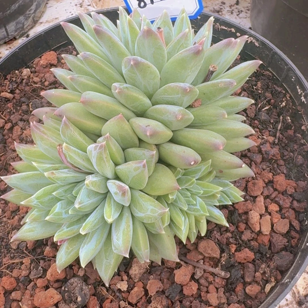 指*官813美人杂凡艺多肉