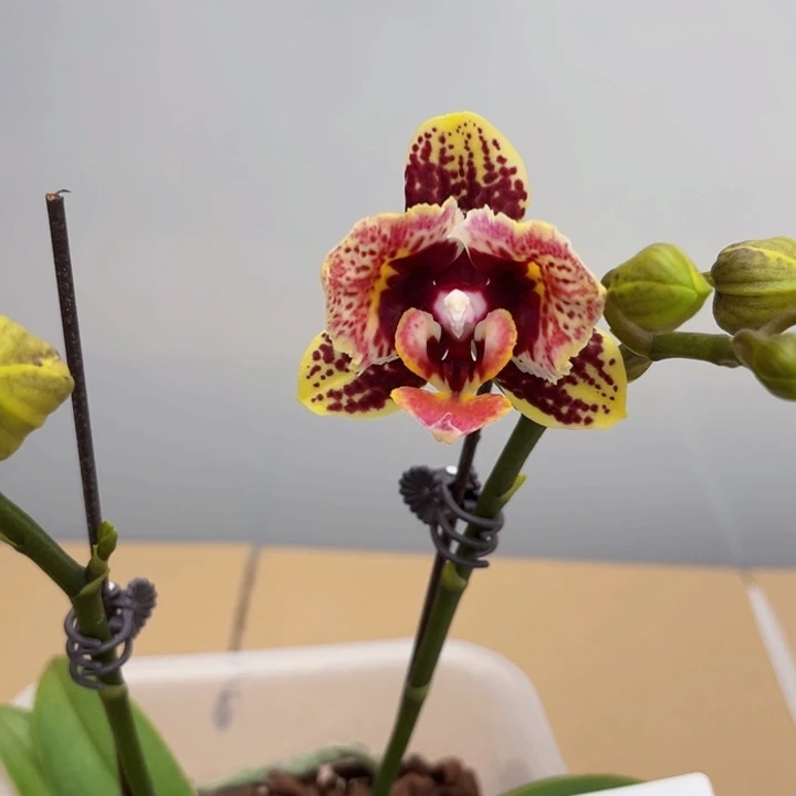 少量花朵（建议范围：2朵-5朵 或40%以下）