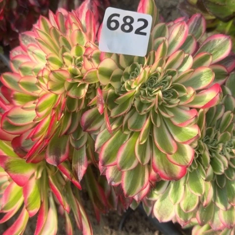 子*线法师倾城缀化16-49