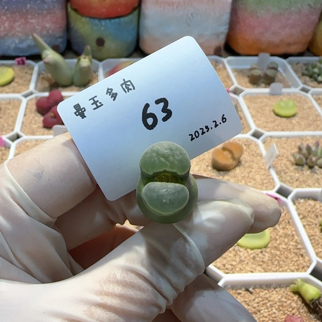 多肉多肉多肉2.6-063