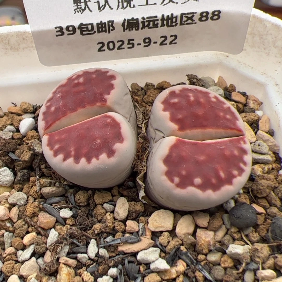 0254号 T 多肉植物