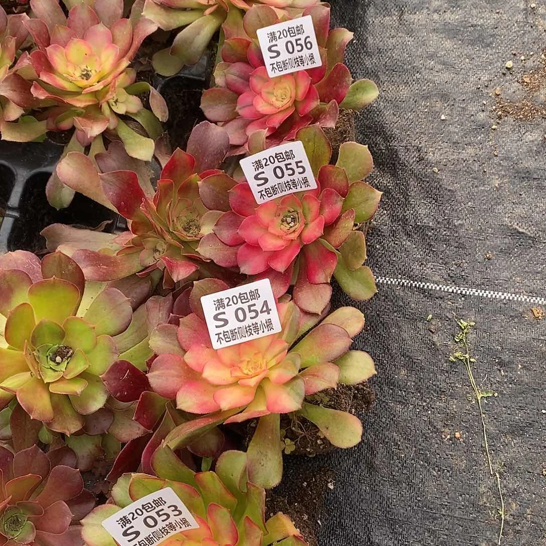 053-056红牡丹多肉法师锦4颗