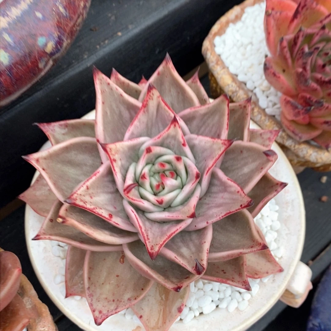 星星锦多肉植物盆栽