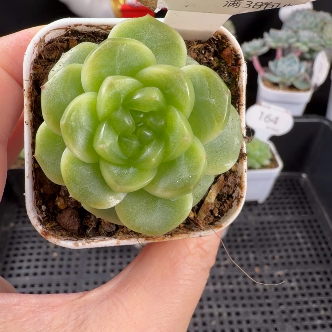 珍妮单头优选170号