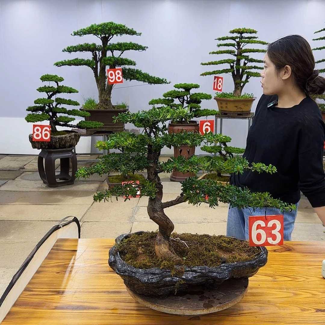 无花朵盆景直播间一物一拍