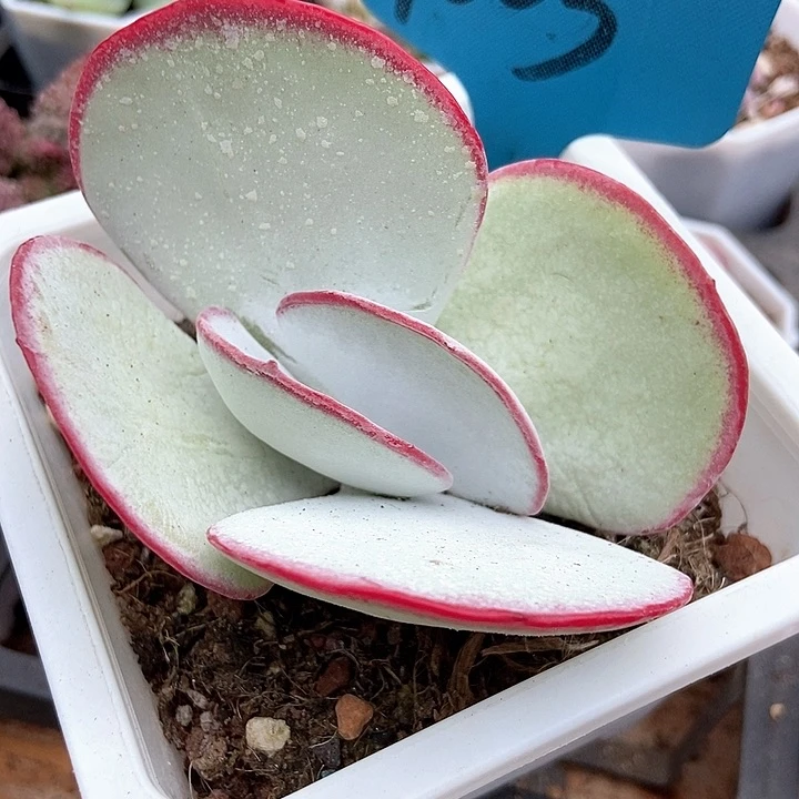 多肉植物白眉1003多肉