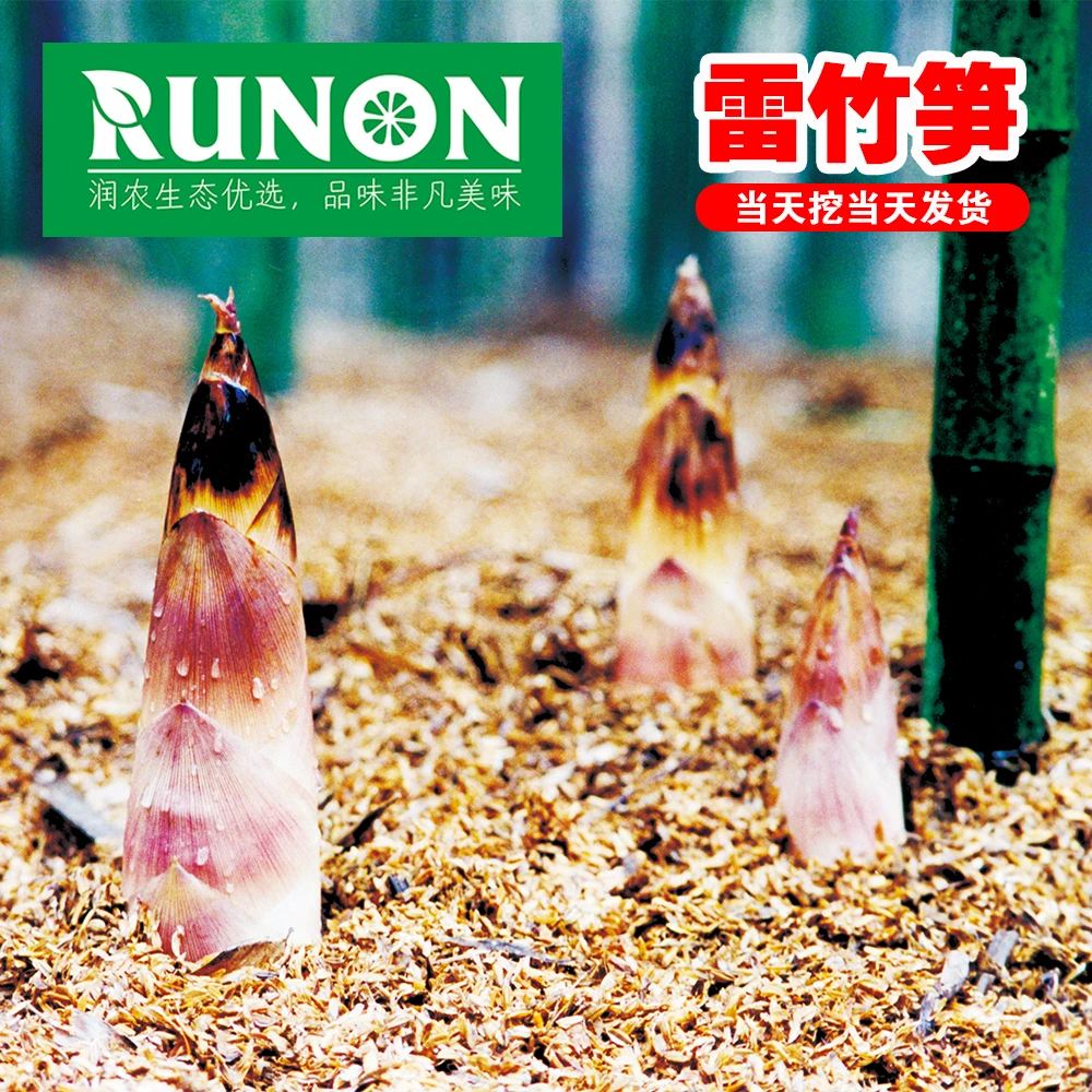 【精品中笋】江西上饶雷竹笋鲜笋春笋煲汤四川重庆火锅超级美味小吃