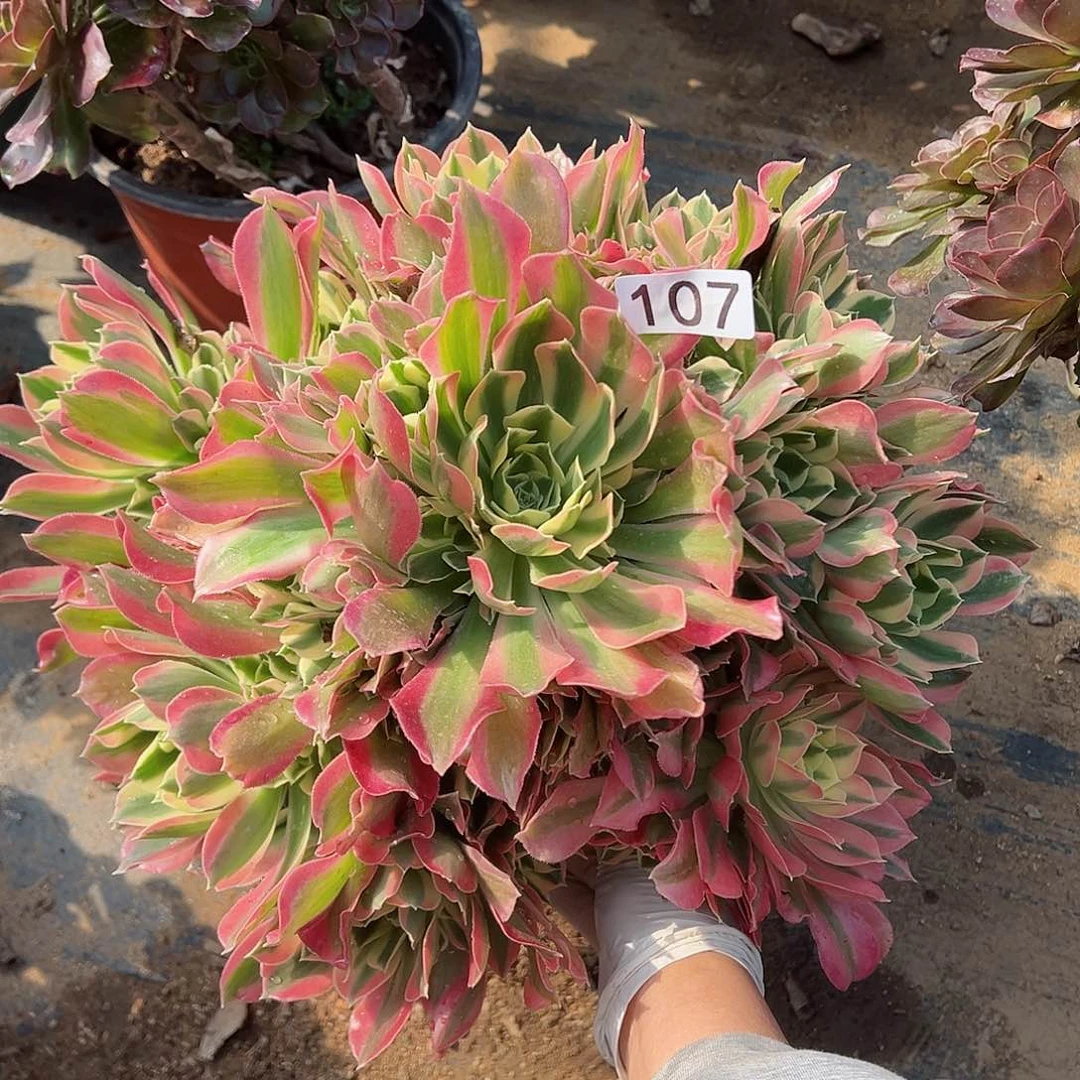 紫砂茶宠白凤老桩一颗107