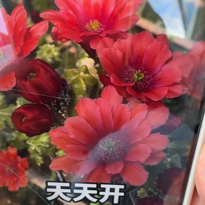 237桃太郎2个无根侧牙软，20包邮