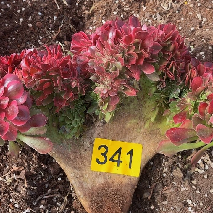 多肉植物福利341