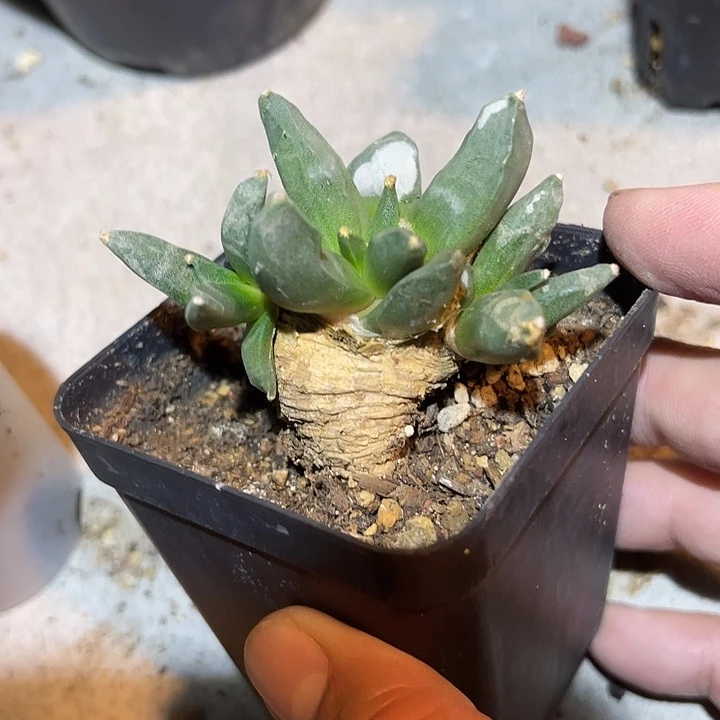 无花朵实生三头岩牡丹