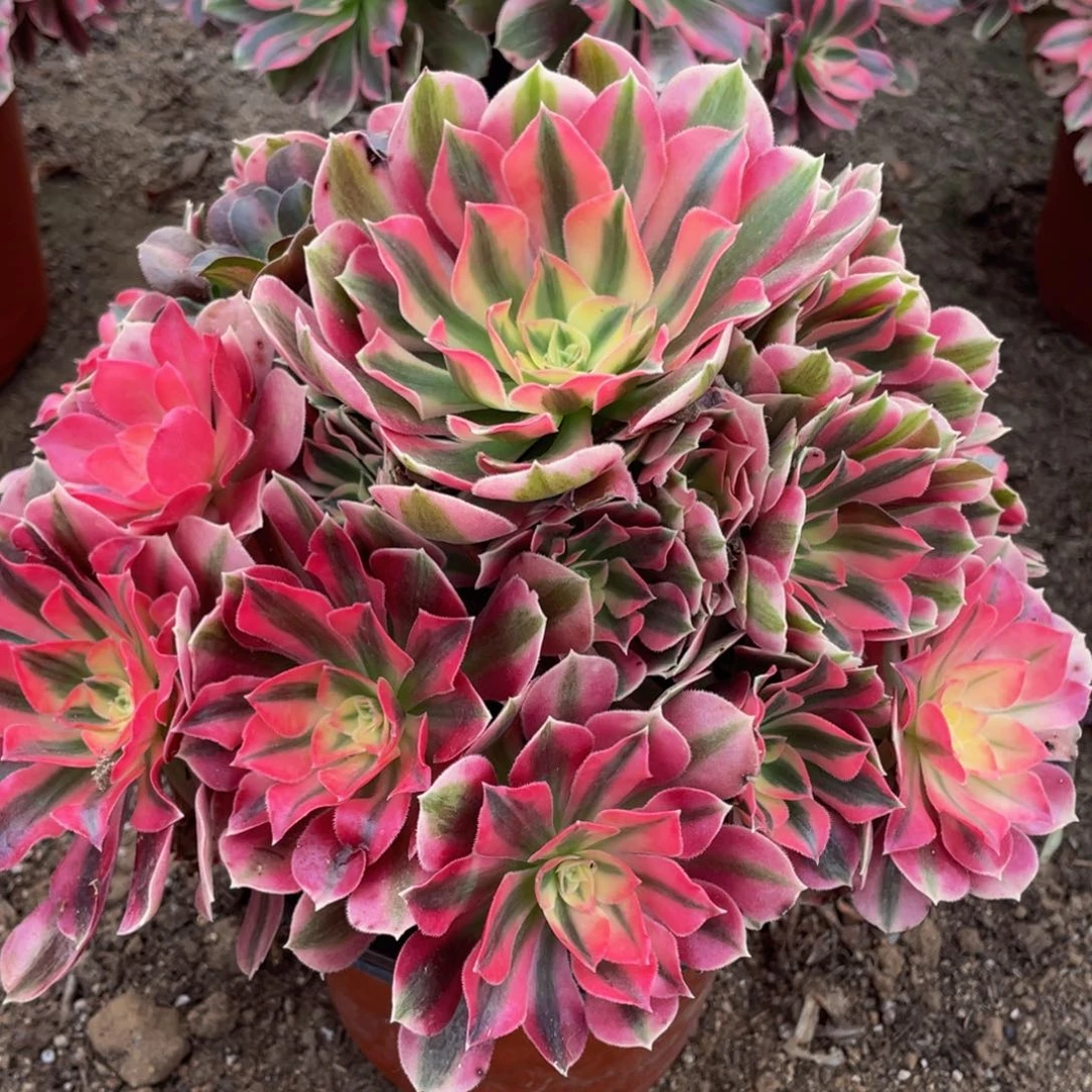 333粉女巫精品法师老桩