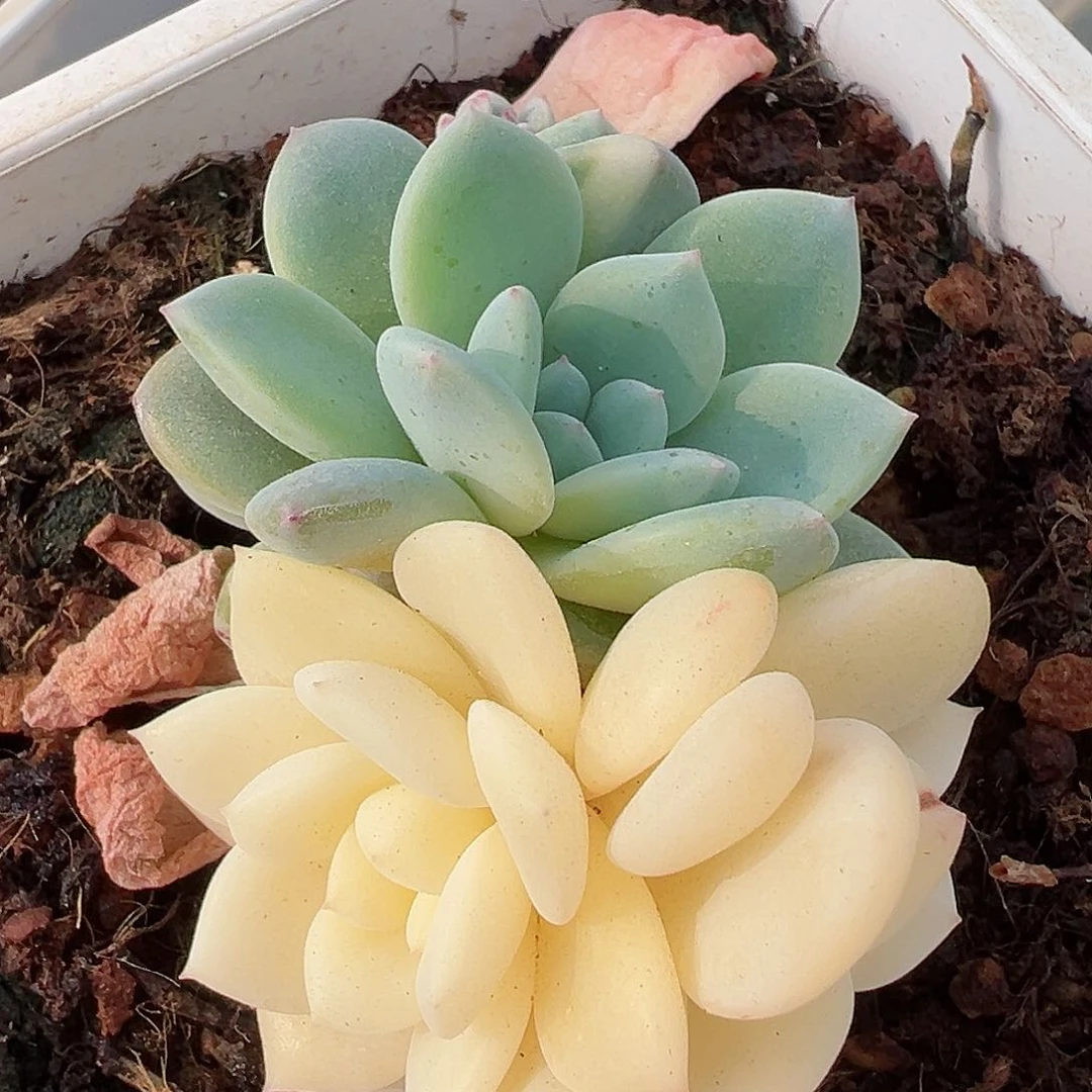 橙梦露锦底座，多肉植物