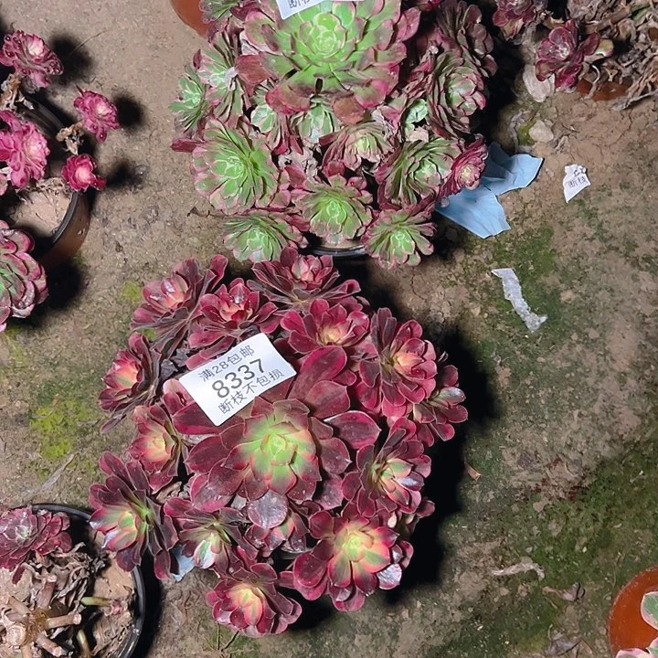 钟***歌8337 8338美杜莎霁月两颗