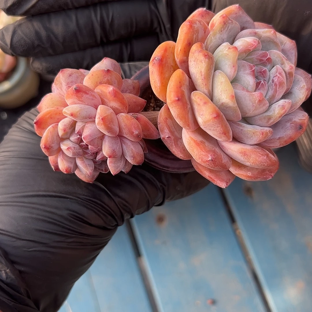 星影缀飘枝带盆0000000