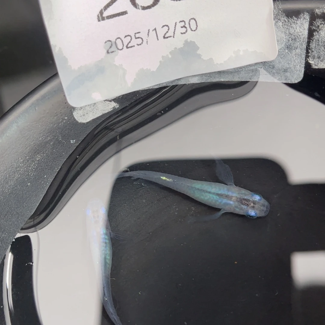 青鳉鱼268松井水滴一对