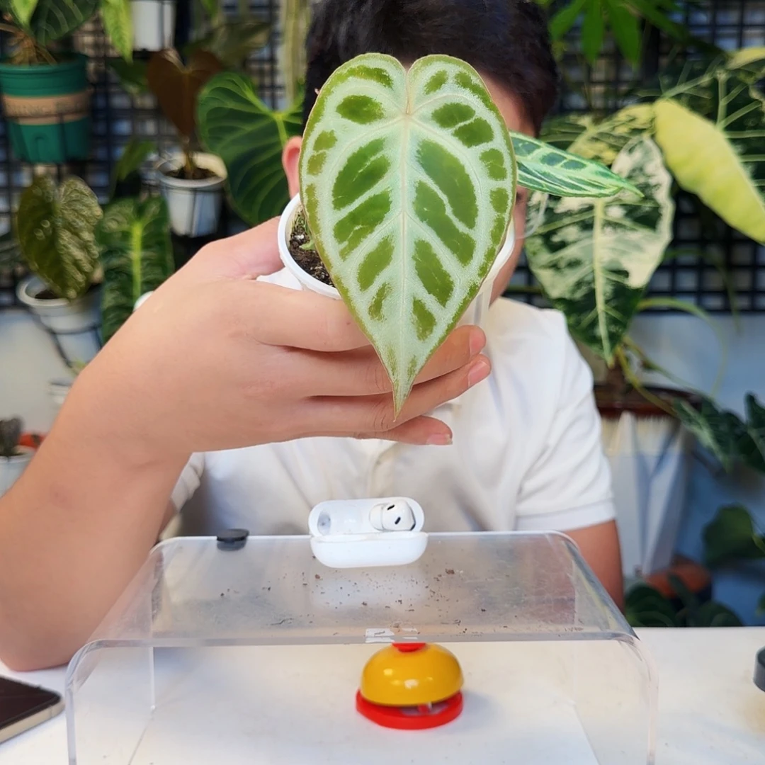 不开花植物R95银色面纱杂银刷子