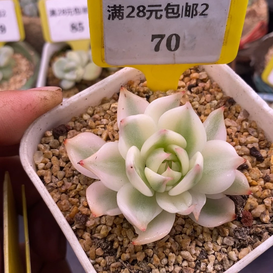 270吉娃娃富轮锦变异拉丝锦
