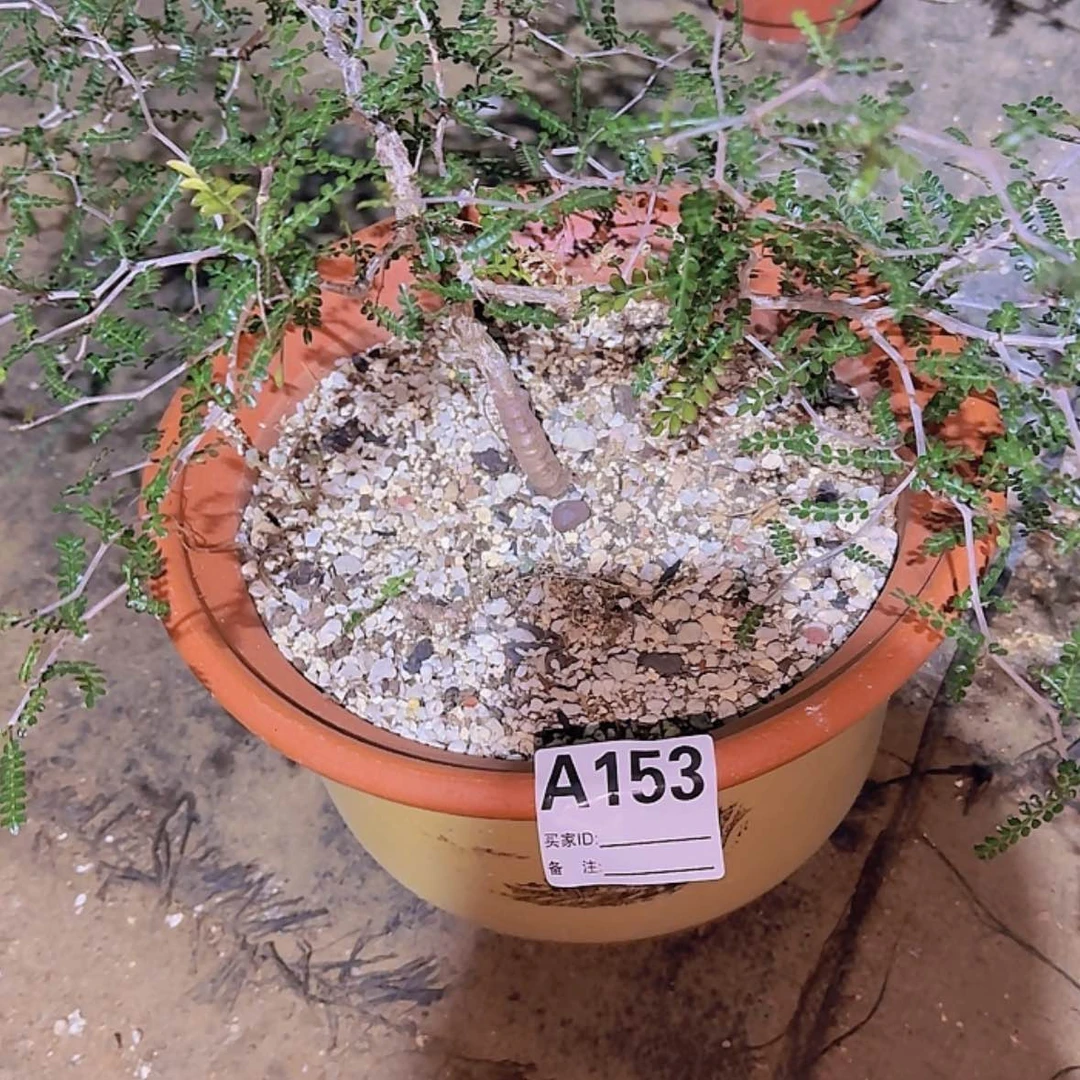 【闪购商品】?***6块根植物