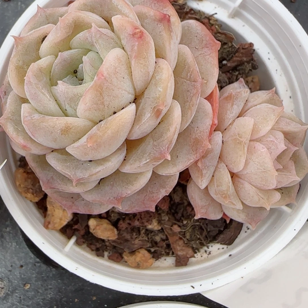 花语逸境0223-315