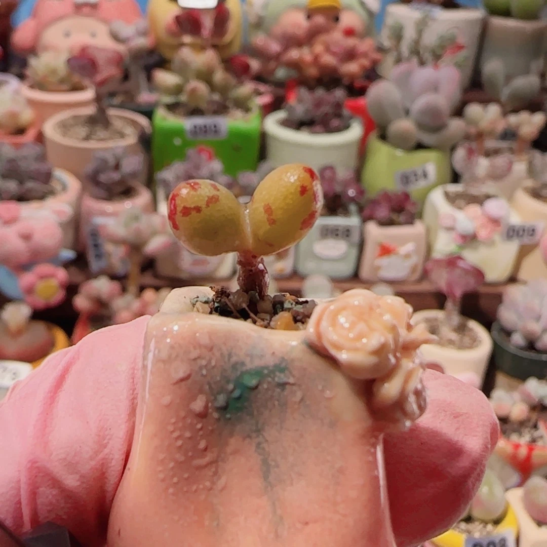 T可爱小黄玉盆口1cm