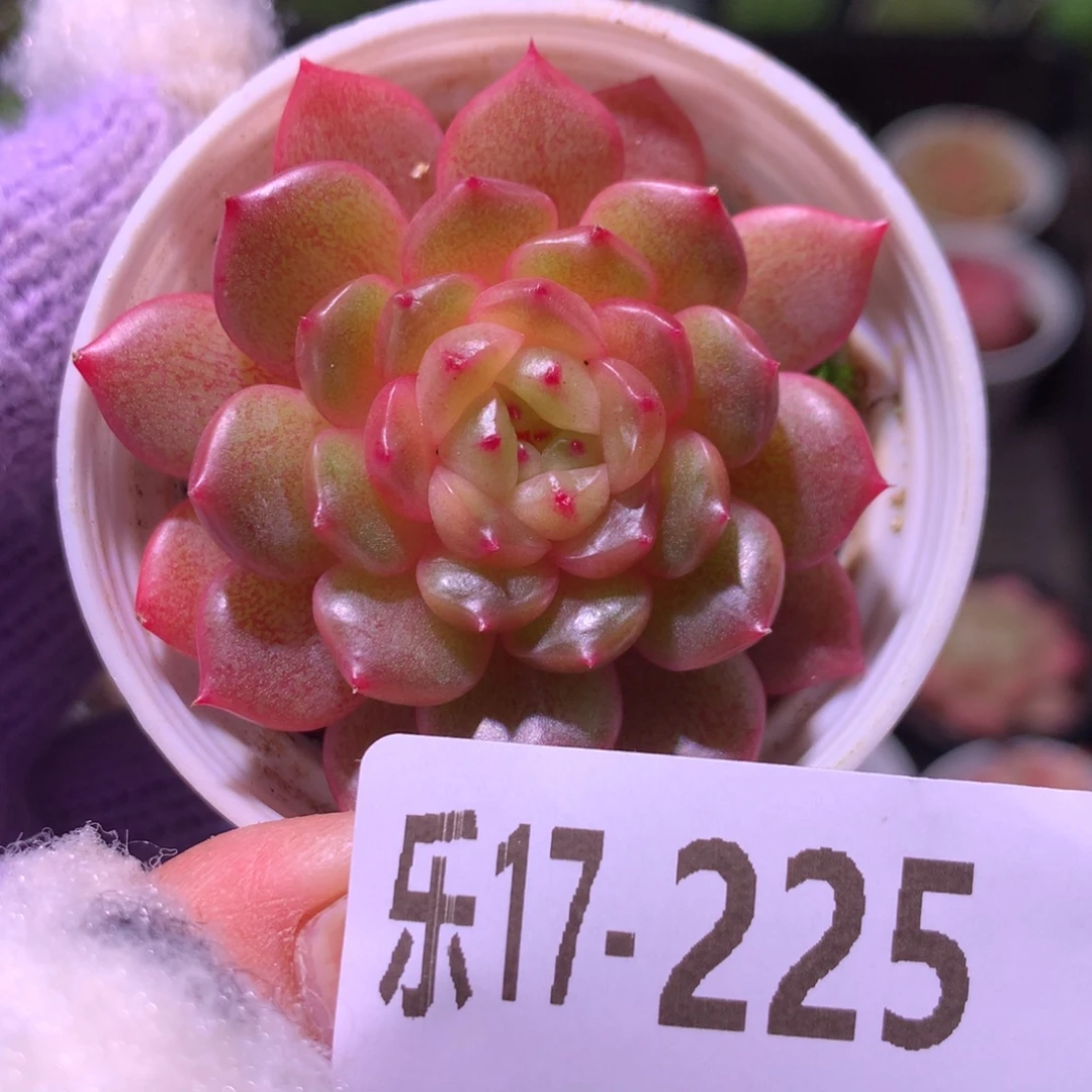 乐然17-225 灵翠单头