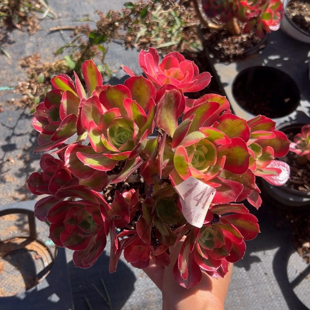 多肉植物141无售后