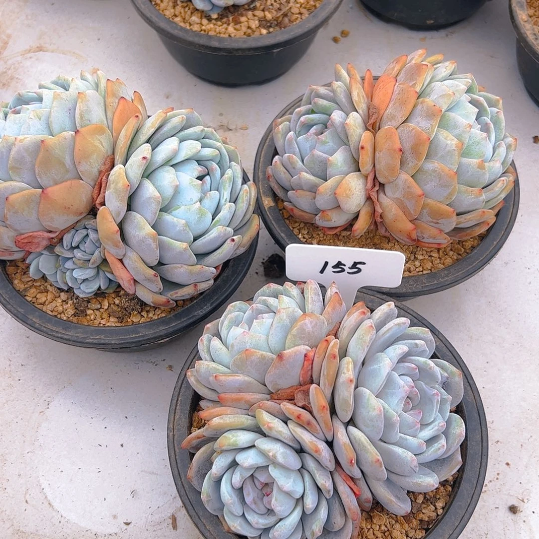 三颗橙梦露155号一物一拍