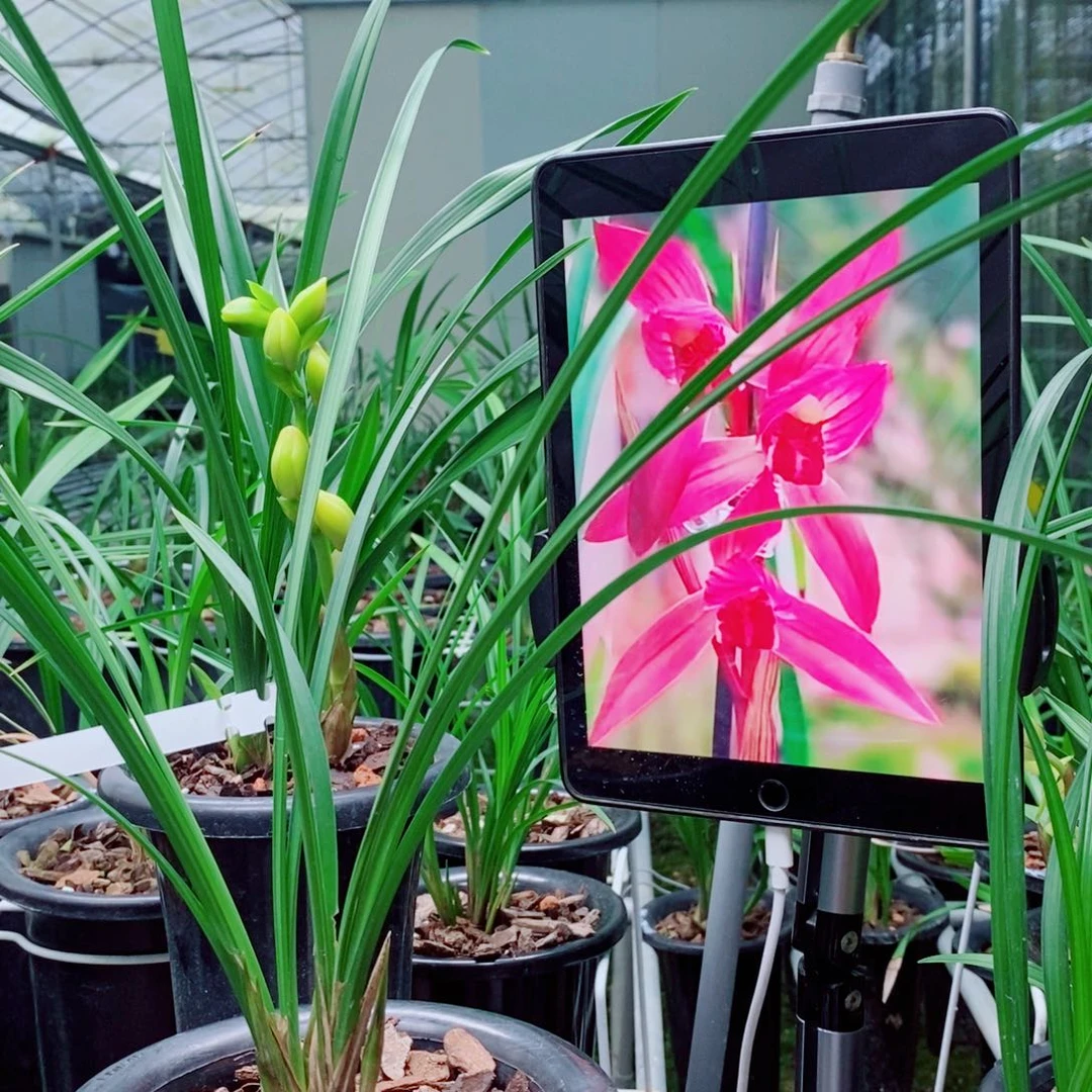 大部分花苞少量开放