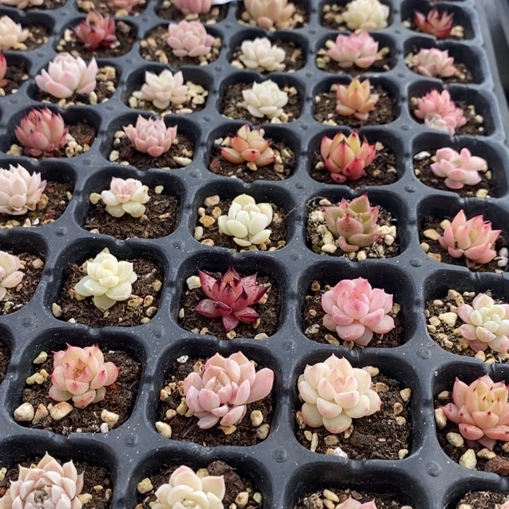 52 多肉植物盆栽花卉