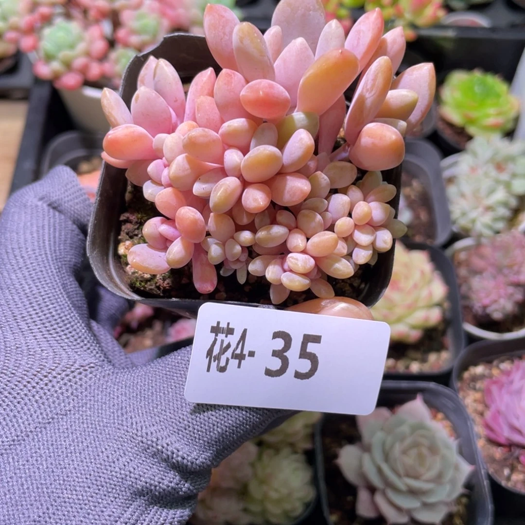 花利美 4-35醉美人缀化