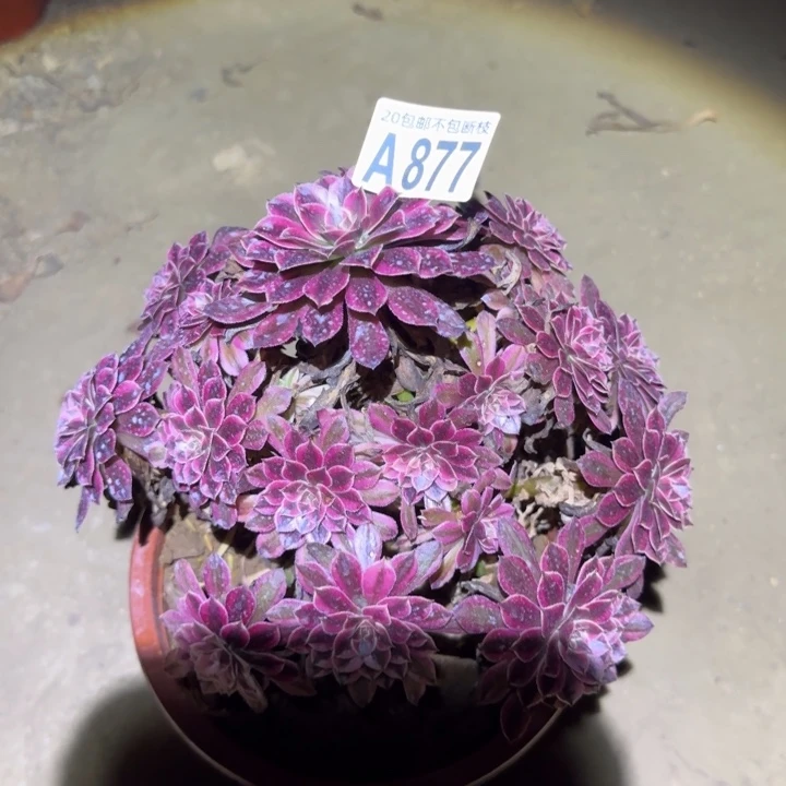 黑痛白……不包断枝……