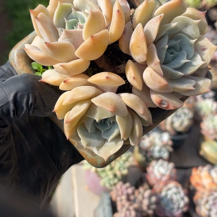 多肉植物露娜莲3头