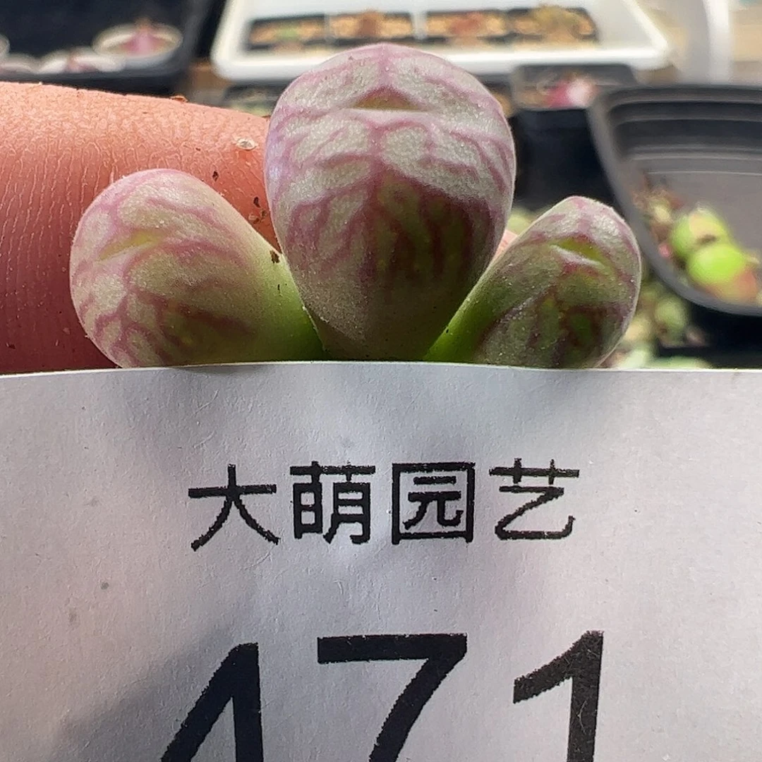 一物一拍。       471