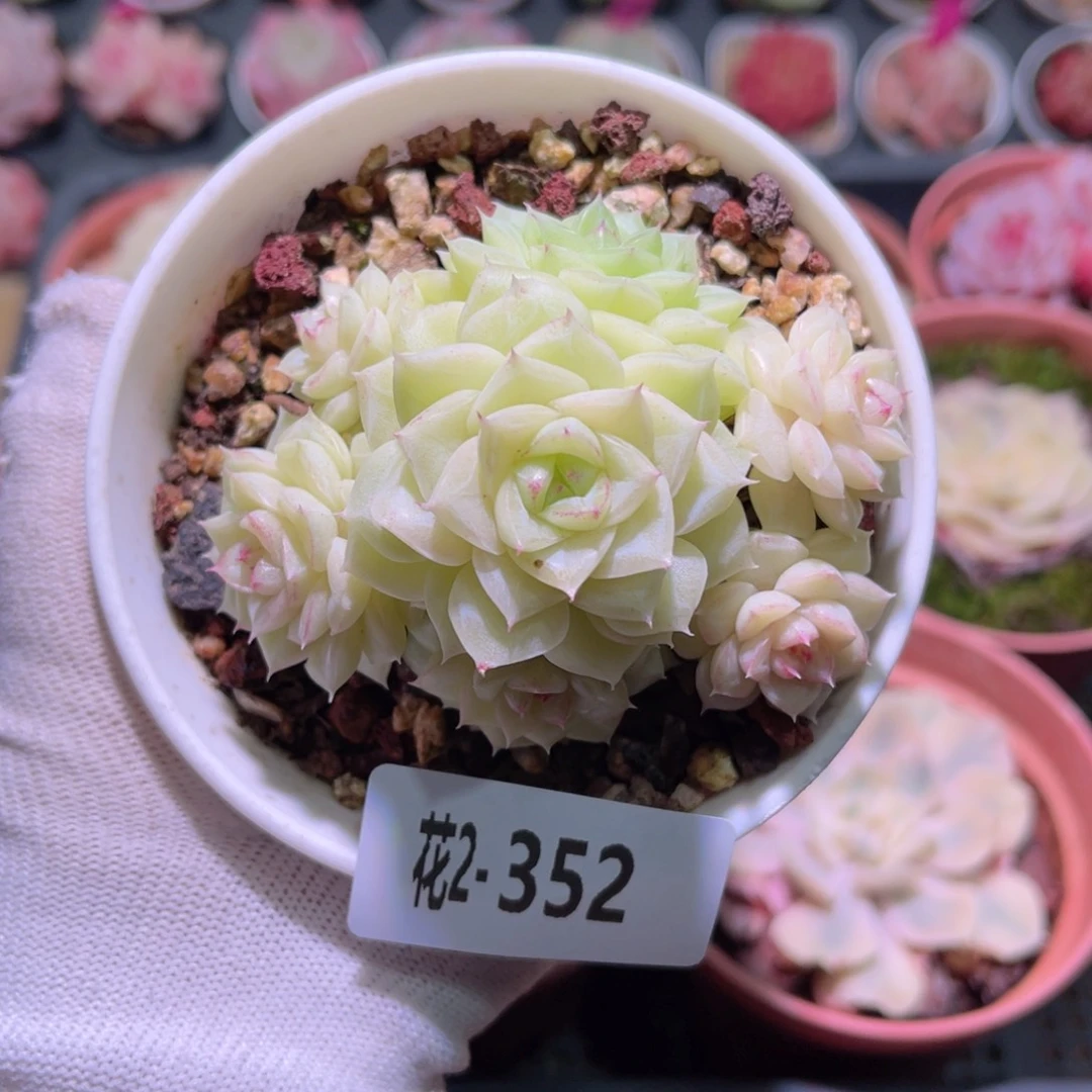 花02-352白天鹅群