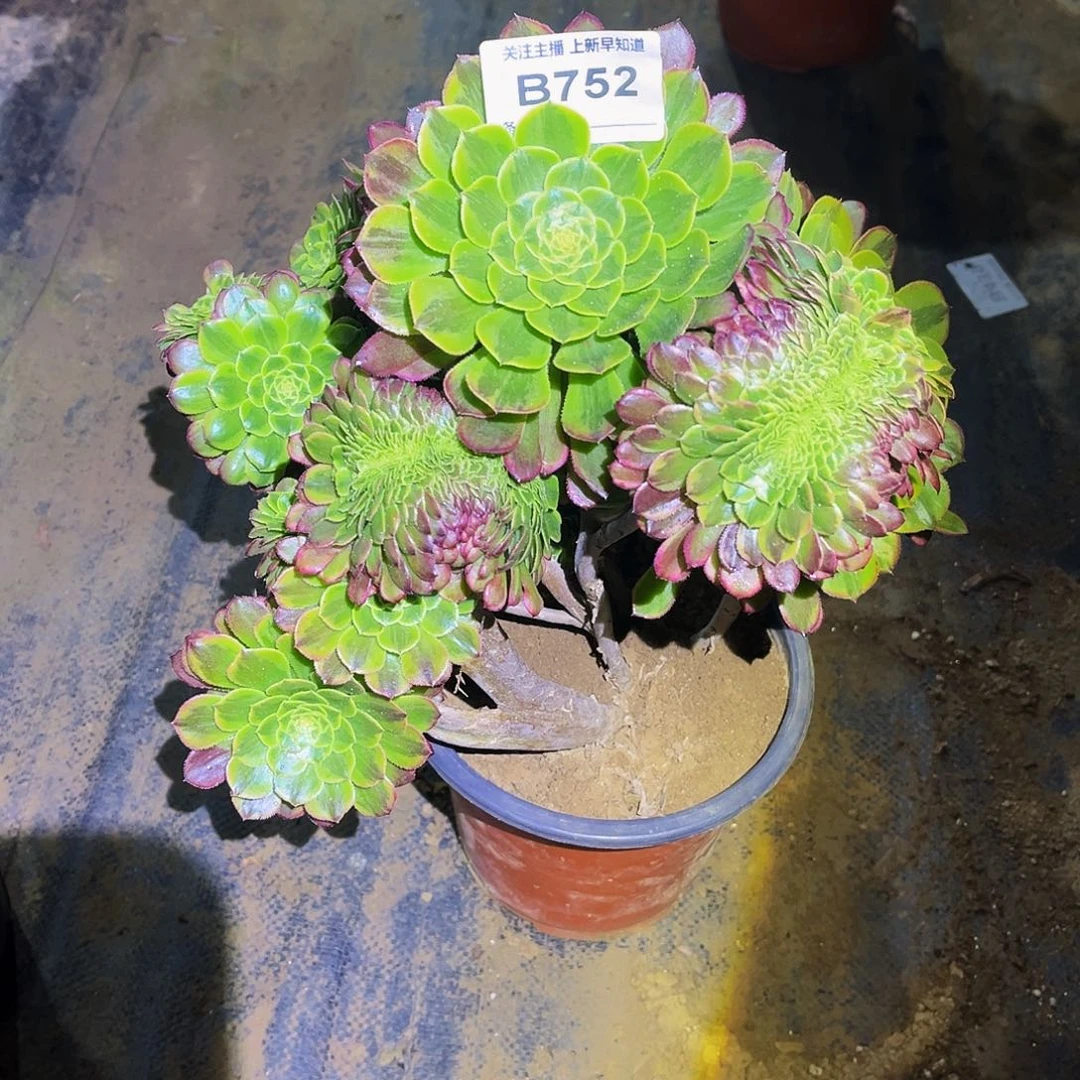 醉*花多肉植物752嘉年华缀不售后