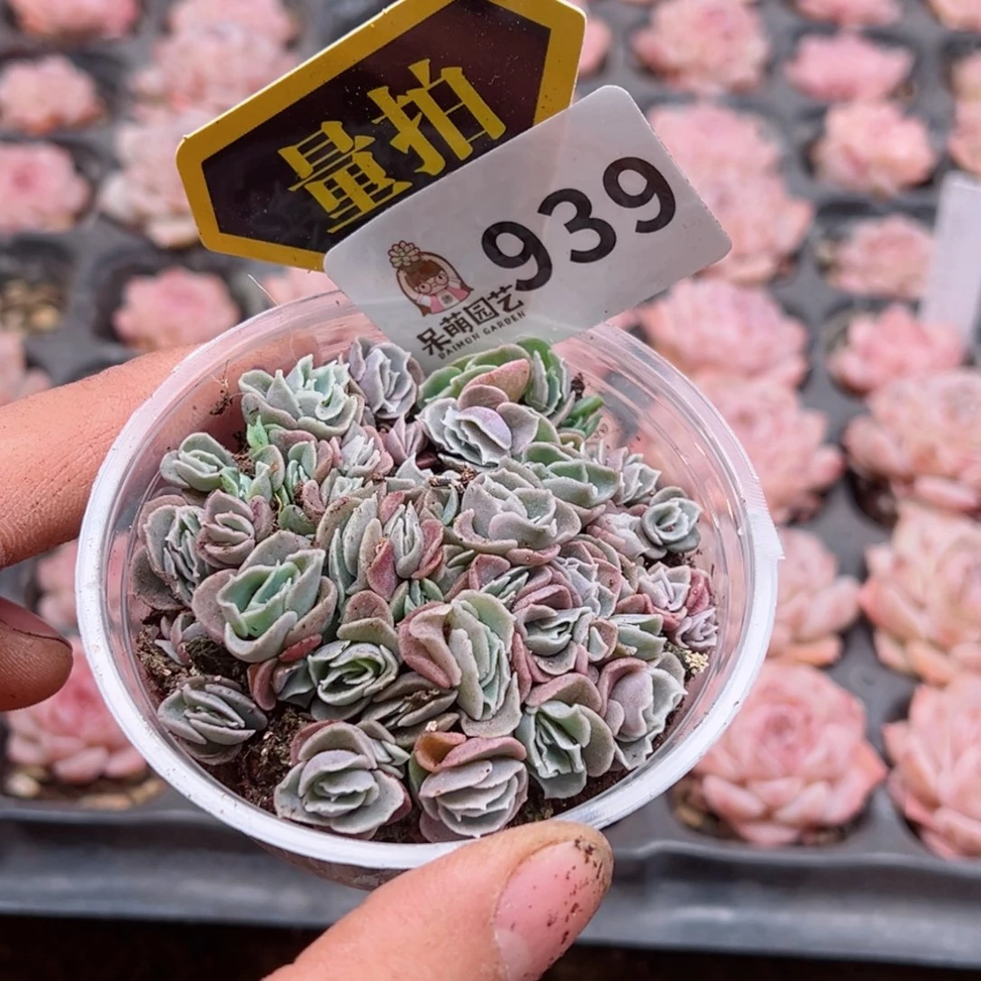 多肉植物多肉植物