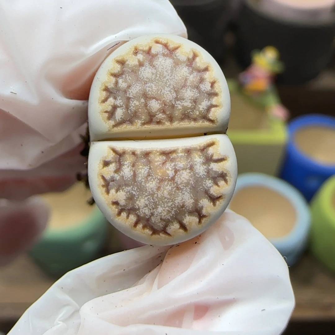 12.22.1621.6糖霜饼干.9009巧克力奶霜