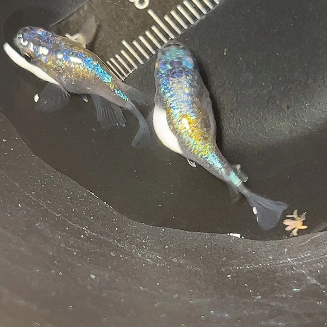 海水海王星球一组26号