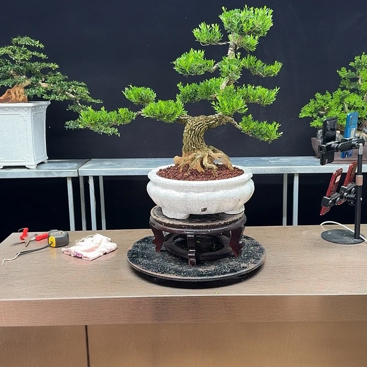 无花朵黄杨黄杨黄杨黄杨