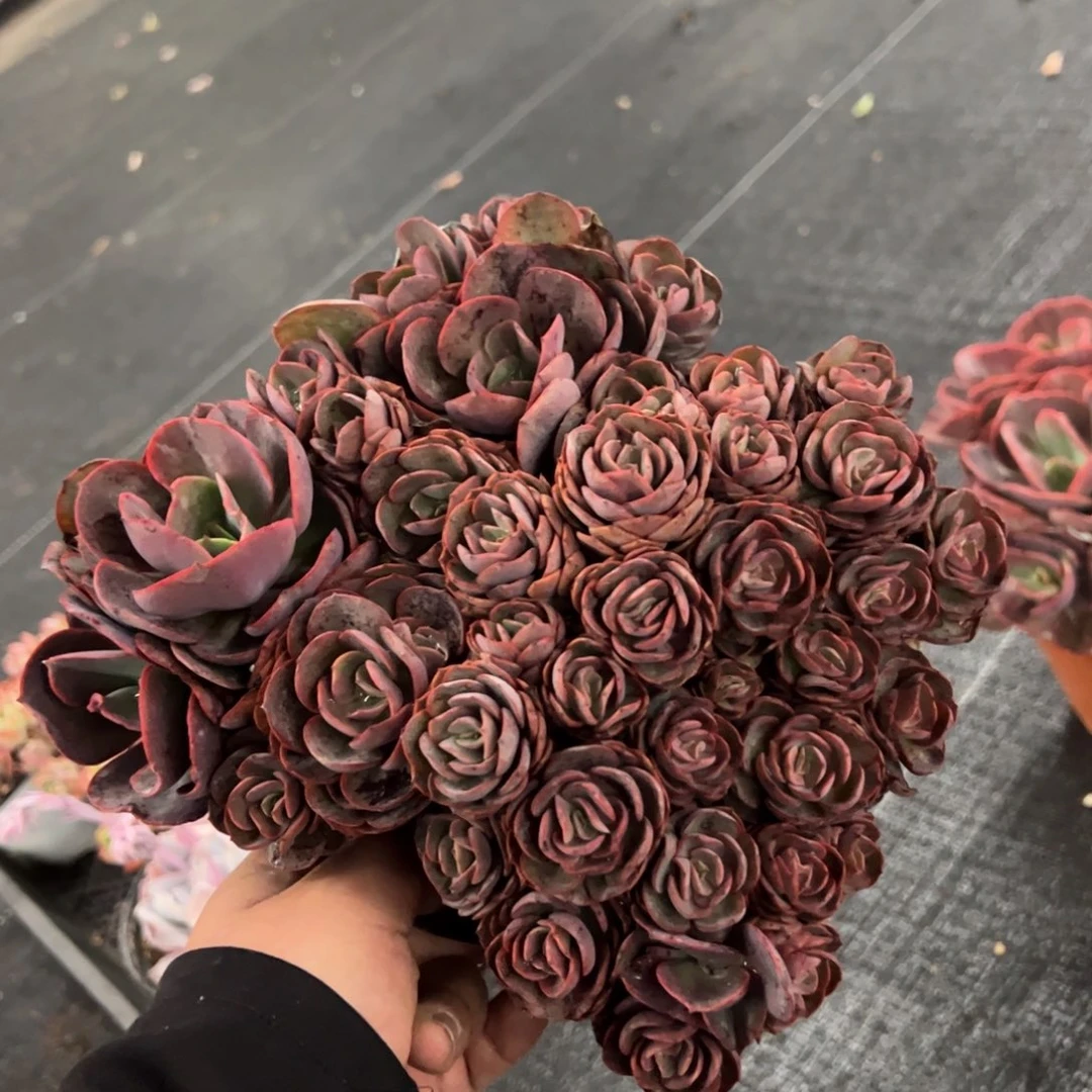 小叶秀妍大盆整桩