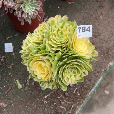 小*儿784辛尼亚朵朵多肉