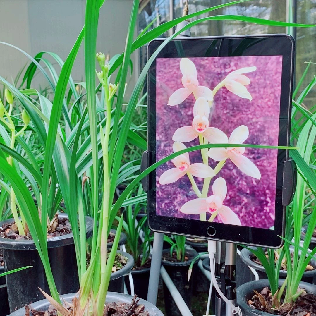 当前无花栽培后可以开花